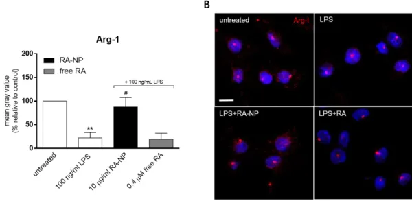 Figure 9. RA-NP increase Arg-1 expression by microglial cells after an  inflammatory  challenge