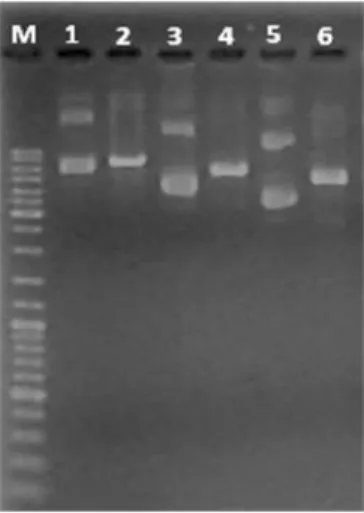 Figura 2.1- Linearização dos clones infeciosos CMV-Fny. 1- CMV-Fny RNA1,  2- CMV-Fny-RNA1 digerido com Pst1, 3- CMV-Fny RNA 2 digerido com Pst1,  4-  CMV-Fny-RNA2,  5-  CMV-Fny  RNA 3;  6-  CMV-Fny  RNA 3 digerido com  PSt1 e M- Marcador Gene Ruler 1Kb DNA