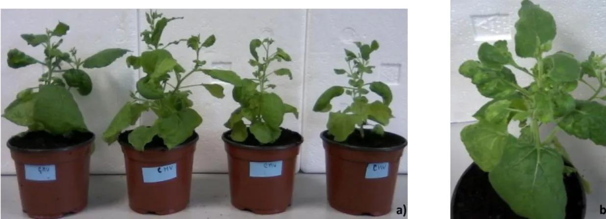 Figura 2.5- a)- Plântulas de Thymus vulgaris com 2 a 4 folhas. b)- Plantas de Thymus  vulgaris 90 dias após inoculação com CMV