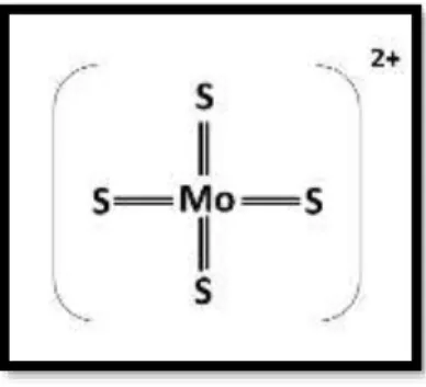 Figura III-5: Representação do complexo formado entre o TM e vários átomos de cobre. Adaptado de Kodama et al