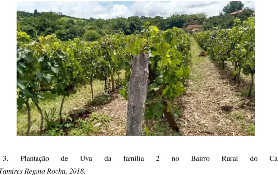 Foto  3.  Plantação  de  Uva  da  família  2  no  Bairro  Rural  do  Caxambú. 