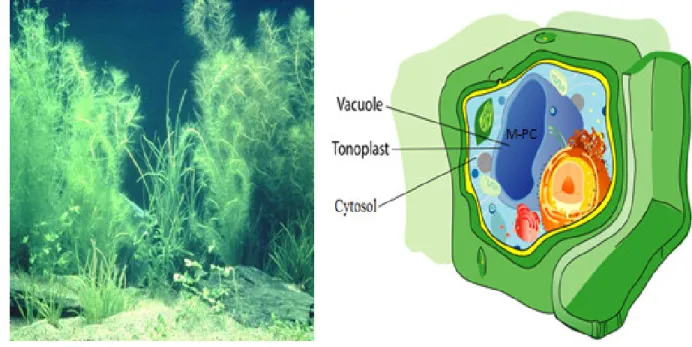 Figure 2. (a) A typical plant capable of synthesising PC (b) Plant cell structure showing the place  where  PC-metal complexes are stored 