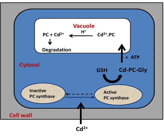 Figure 3. Systematic representation of the process of detoxification of Cd 2+  by PC in a plant cell 