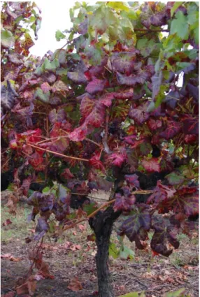 Figure  1.1  Vitis  vinifera  red  wine  grape  variety  Monvedro with symptoms of leafroll disease
