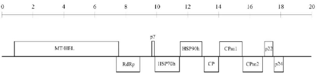 Figure 2.1 Schematic representation of the GLRaV-1 genome organization. Boxes represent the  10  ORFs:  MT-methyltransfrease;  HEL-helicase;  RdRp-RNA-dependent  RNA  polymerase;  p7-  7 kDa endoplasmatic reticulum associated hydrophobic protein; HSP70h-he