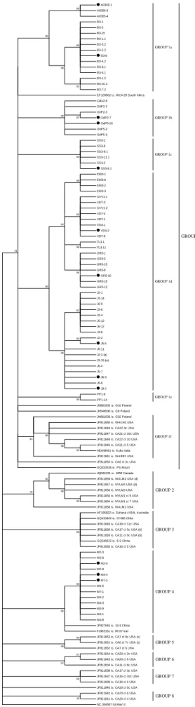 Figure  2.2  Phylogenetic  tree  of  GLRaV-1  global isolates constructed from 125 nucleotide  sequences  of  the  CP