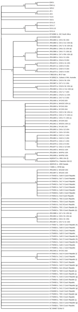 Figure  2.3  Phylogenetic  tree  of  GLRaV-1  global  isolates constructed from 107 nucleotide sequences  of  the  HSP70h  fragment