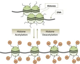Figura 13. Schematic representation of histone acetylation and deacetylation [43]. 
