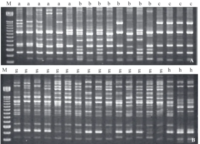 Figura 2. Comparação entre os fragmentos amplificados através de PCR-RAPD, em indivíduos de mesma progênie, obtidos com o iniciador OPY-10