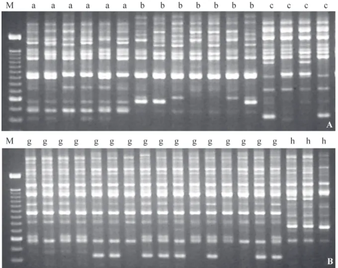 Figura 4. Comparação entre os fragmentos amplificados através de PCR-RAPD, em indivíduos de mesma progênie, obtidos com o iniciador OPA-11