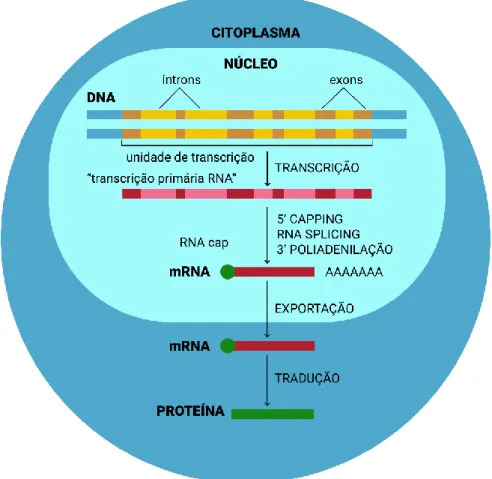 Figura 1: Resumo dos passos que levam do gene à proteína. Adaptado de Biologia Molecular da Célula, 5ª Edição
