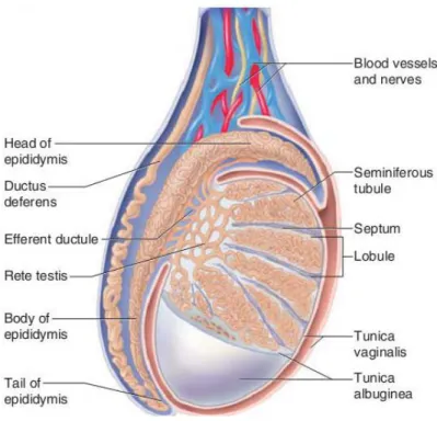 Figure 1 - Schematic representation of the mammalian testis and epididymis. The testis is  encapsulated by two layers: tunica vaginalis (the most outer tunic) and tunica albuginea