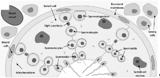 Figure 2 - Schematic illustration of seminiferous tubule, blood-testis barrier (BTB),  spermatogenesis and interstitial tissue