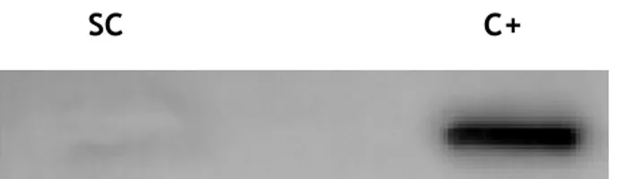 Figure 7. Protein expression of Aquaporin 2 in rat Sertoli cells. SC: Sertoli cells; C+: positive control  (rat kidney total lysate) for Aquaporin 2