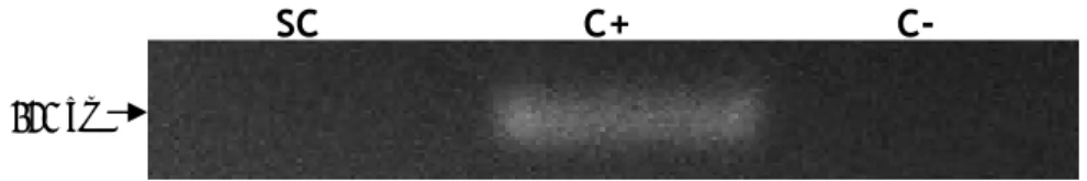 Figure 14. mRNA expression of Aquaporin 6 in rat Sertoli cells. SC: Sertoli cells; C+: positive control  (rat kidney total lysate) for Aquaporin 6; C-: control without reverse transcriptase