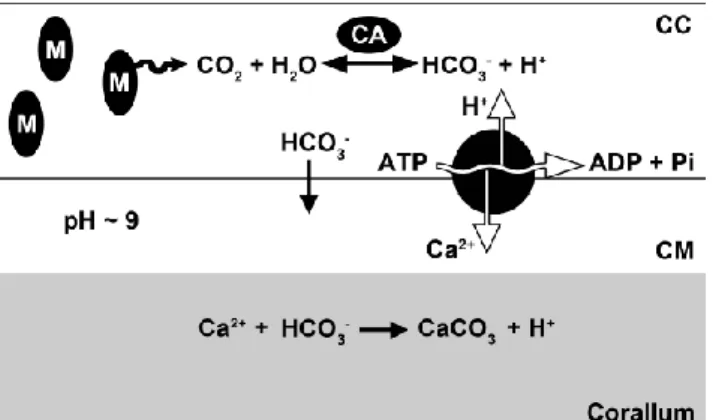 Figure 2 - Schematic overview of the calcification process in  scleractinian corals. Carbon dioxide produced by calicoblastic  cells’ (CC) mitochondria (M) is converted to bicarbonate by the  enzyme carbonic anhydrase (CA)