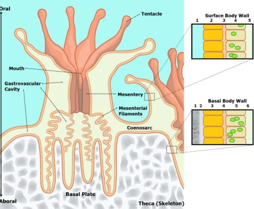 Figure 1 – Coral polyp anatomy.  