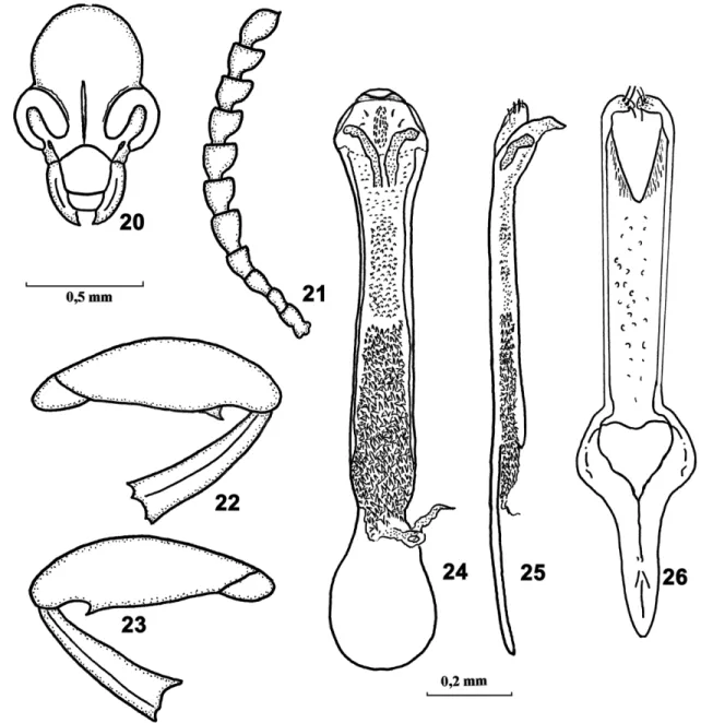 Figs 20-26. Sennius maculatus sp. nov. (20) Cabeça, vista frontal; (21) antena; (22) perna posterior, exceto coxa e tarsos, vista externa;