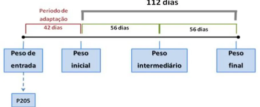 Figura I: Cronograma da prova de ganho de peso. 