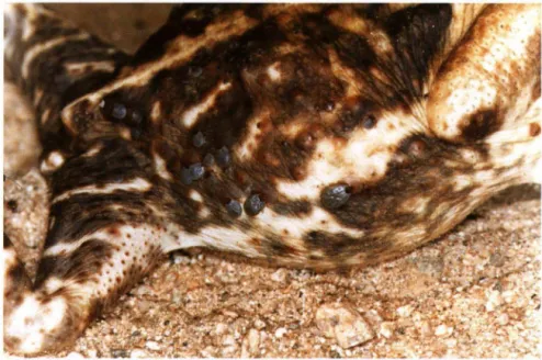 Fig .  1.  Fêmea  de  Bufo  ictericus,  com  81  mm  de  comprimento  rostro-anal,  encontrad a  em  Corupá, Santa Catarina,  infestada de carrapatos Amb/yomma  ro tundatum