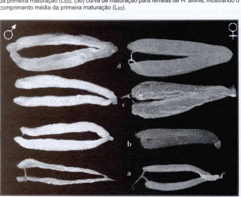 Fig. 4. Gônadas de macho e fêmea nos diversos estádios de  maturação:  (a) imaturo, (b) em  matu ração I,  (c)  em  maturação li , (d)  maduro