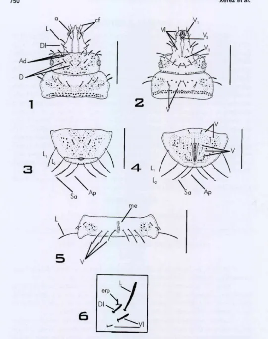 Figs  1-6. Cosmariomyia  argyrosticta.  (1)  Cabeça,  primeiro  e  segundo  segmentos  toráci cos  (vista  dorsal);  (2)  cabeça , primeiro  e segundo segmentos torácicos  (vista ventral);  (3)  oitavo  segmento abdominal  (vista  dorsal);  (4)  oitavo  se