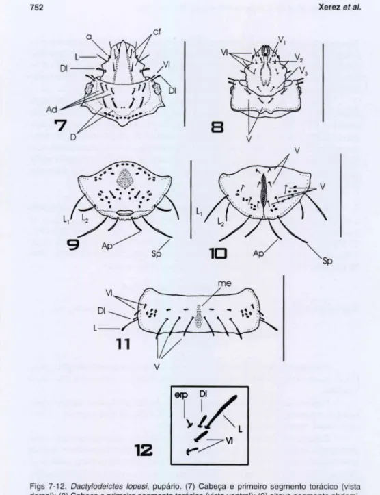 Figs  7-12.  Dacty/odeictes  /opesi, pupário.  (7)  Cabeça  e  primeiro  segmento  torácico  (vista  dorsal); (8) Cabeça e primeiro segmento torácico (vista ventral) ; (9) oitavo segmento  abdomi-nal  (vista  dorsal);  (10)  oitavo  segmento  abdomiabdomi-