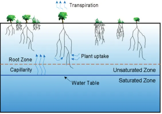 Figure 1. Phreatophytic vegetation and groundwater relationship  