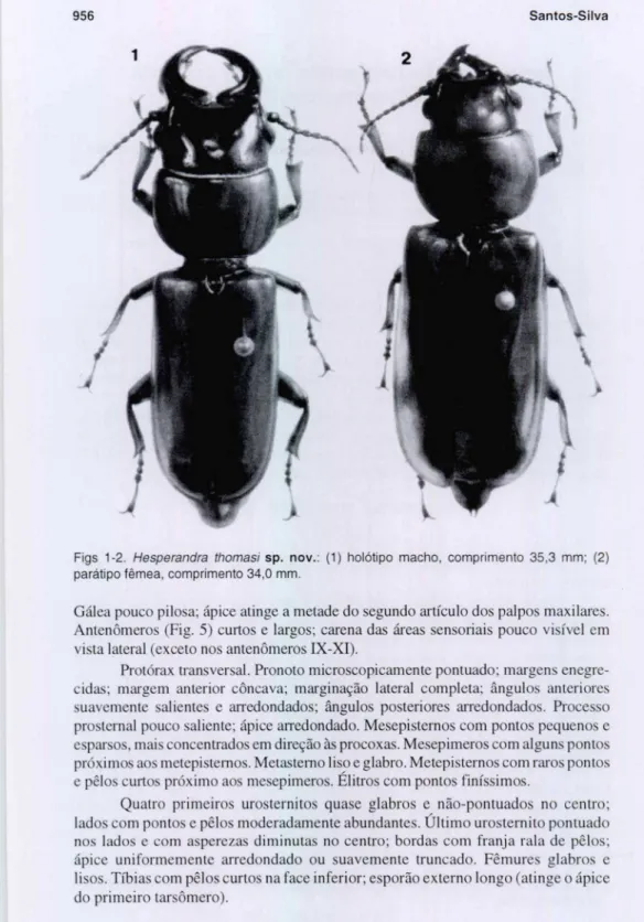 Figs  1-2.  Hesperandra  Ihomasi sp.  nov.:  (1)  holótipo  macho,  comprimento  35 ,3  mm;  (2)  parátipo fêmea, comprimento  34,0 mm 