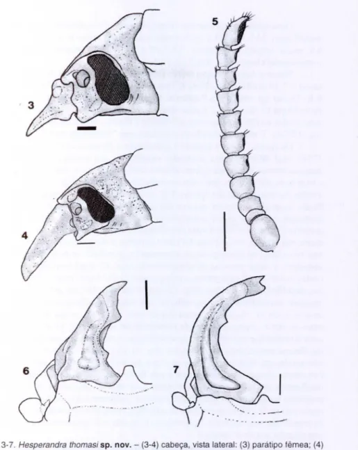 Figs  3·7. Hesperandra  lhamas; sp.  novo - (3-4) cabeça, vista lateral:  (3) parátipo fêmea; (4)  holótipo  macho;  (5)  antena,  vista  lateral,  parátipo  macho;  (6-7)  mandíbula  esquerda:  (6)  parátipo fêmea;  (7) holótipo macho