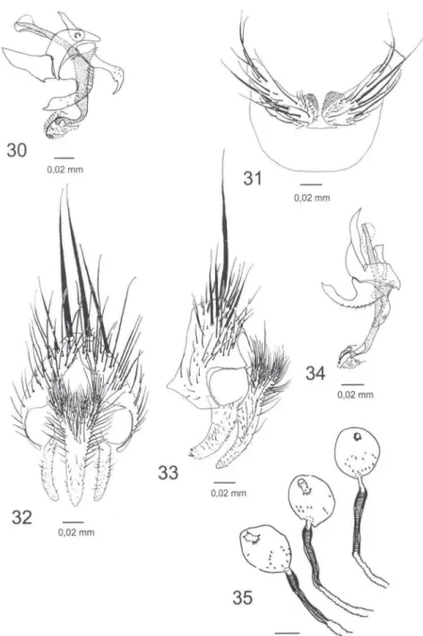 Figs 30-35. (30)  Chrysotachina townsendi:  terminália do macho,  vista  lateral; (31-35)