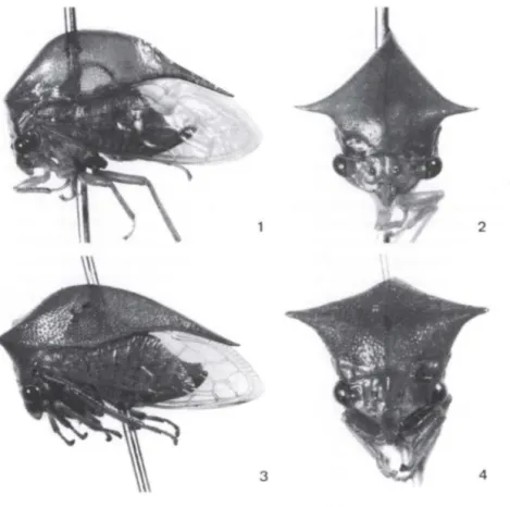 Figs  1-4.  (1-2)  Ceresa  amazonica sp.  nov.,  holótipo fêmea:  (1)  cabeça,  pronoto e tégmina,  vista lateral esquerda, (2) cabeça e pronoto, vista frontal; (3-4) Ceresa calosa sp