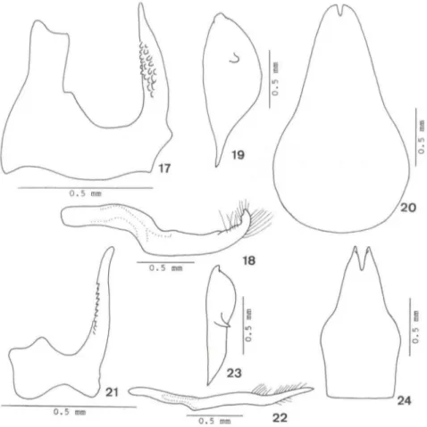 Figs  17-24.  (17-20)  Ceresa  denticu/ata sp.  nov., parátipo  macho:  (17)  edeago,  vista lateral  esquerda,  (18)  parâmero  esquerdo,  vista  lateral  esquerda,  (19)  placa  lateral  esquerda  do  pigóforo,  vista  lateral esquerda, (20)  placa subge