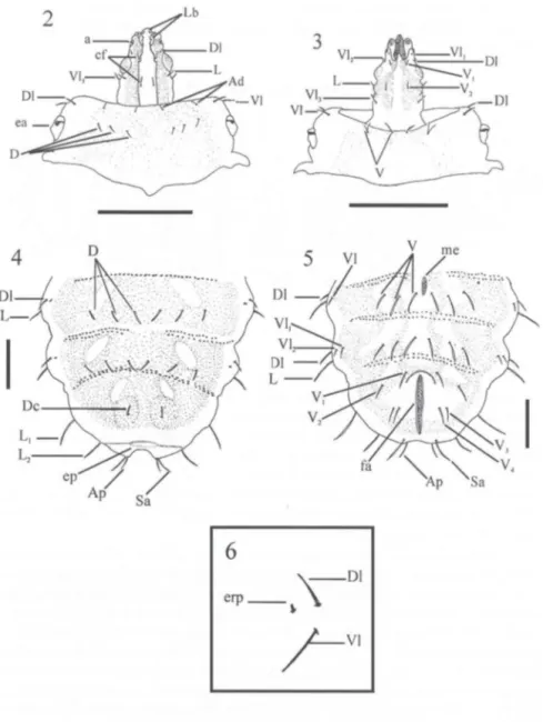 Figs  2-6.  Sargus  thoracicus:  (2)  cabeça  e  primeiro  segmento  torácico  em  vista  dorsal ;  (3)  cabeça  e primeiro  segmento torácico  em  vista ventral ; (4)  segmentos  abdominais  6-8 , vista  dorsal; (5) segmentos abdominais 6-8, vista ventral
