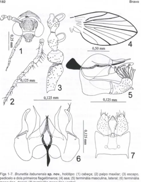 Figs  1-7.  Brunettia  itabunensis sp.  nov., holótipo:  (1)  cabeça;  (2)  palpo maxilar; (3)  escapo,  pedicelo e dois primeiros flagelômeros;  (4) asa; (5) terminália masculina, lateral; (6) terminália  masculina, dorsal; (7) terminália masculina ventra