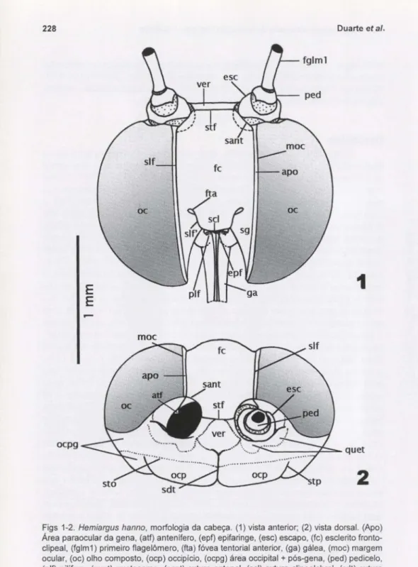 Figs 1-2. Hemiargus hanno, morfologia da cabeça. (1) vista anterior; (2) vista dorsal
