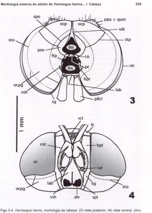 Figs 3-4. Hemiargus hanno, morfologia da cabeça. (3) vista posterior; (4) vista ventral