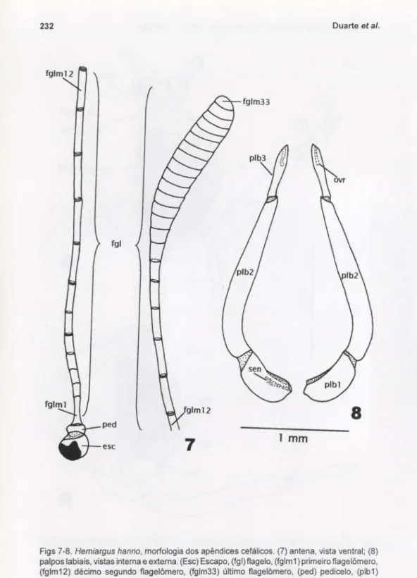 Figs 7-8. Hemiargus hanno, morfologia dos apêndices cefálicos. (7) antena, vista ventral; (8) palpos labiais, vistas interna e externa
