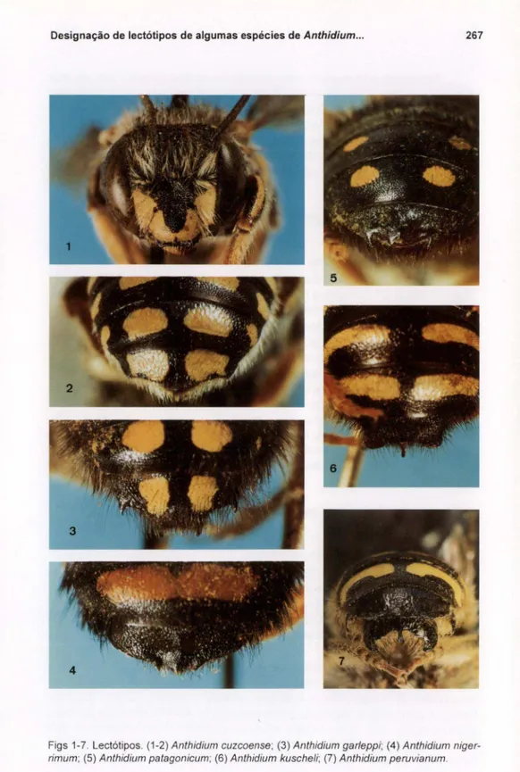 Figs 1-7. Lectótipos. (1-2) Anthidium CUlcoense; (3) Anthidium garfeppi; (4) Anthidium niger- niger-rimum; (5) Anthidium patagonicum; (6) Anthidium kuscheli; (7) Anthidium peruvianum.