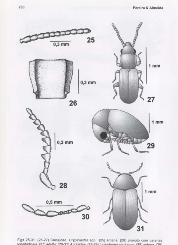 Figs 25-31. (25-27) Cucujidae, Cryptolestes spp.: (25) antena, (26) pronoto com carenas longitudinais, (27) adulto; (28-31) Anobiidae, (28-29) Lasioderma serricorne: (28) antena, (29) adulto, vista lateral, (30-31) Stegobium paniceum: (30) antena, (31) adu
