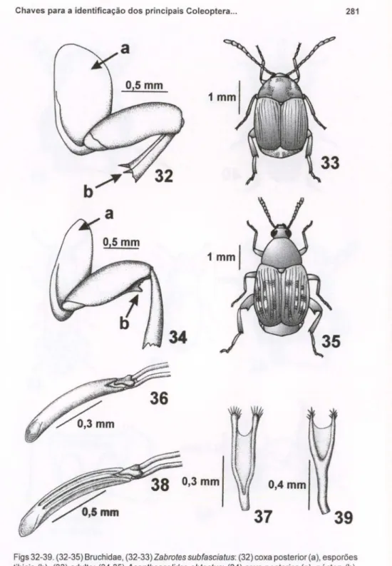 Figs 32-39. (32-35) Bruchidae, (32-33) Zabrotes subfasciatus: (32) coxa posterior (a), esporões tibiais (b), (33) adulto; (34-35) Acanthoscelides obtectus: (34) coxa posterior (a), pécten (b), (35) adulto; (36-39) Curculionidae, (36-37) Sitophilus oryzae: 
