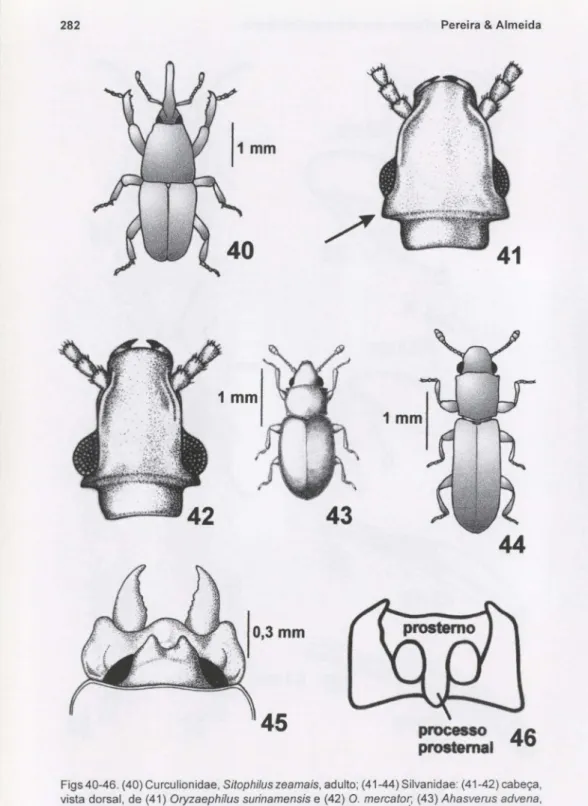 Figs 40-46. (40) Curculionidae, SitophiJus zeamais, adulto; (41-44) Silvanidae: (41-42) cabeça, vista dorsal, de (41) Oryzaephilus surinamensis e (42) O