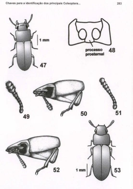 Figs 47-53. Tenebrionidae. (47) Gnathocerus cornutus, adulto; (48-50) Tribolium castaneum: