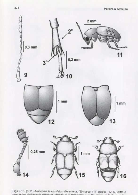 Figs 9-16. (9-11) Araecerus fasciculatus: (9) antena, (10) tarso. (11) adulto; (12-13) élitro e segmentos abdominais expostos (dorsal): (12) Nitidulidae, (13) Bruchidae; (14) Carpophilus spp., antena; (15) C