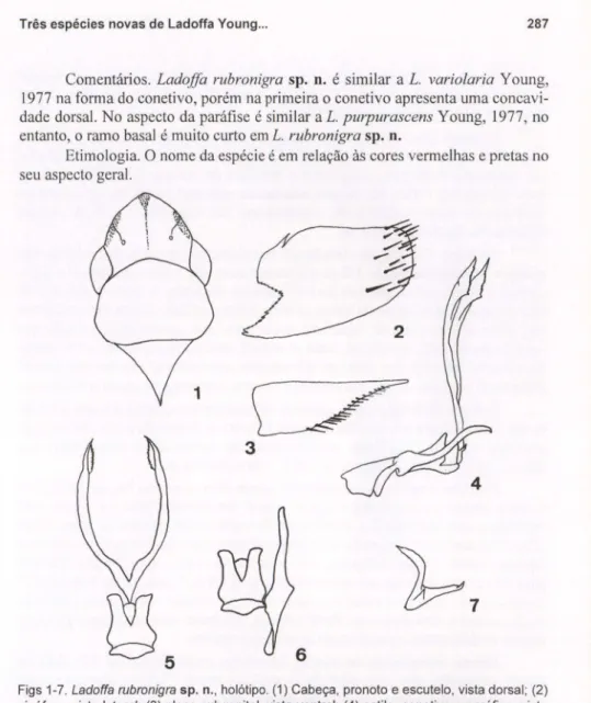 Figs 1-7. Ladoffa rubronigra sp. n., holótipo. (1) Cabeça, pronoto e escutelo, vista dorsal; (2) pigóforo, vista lateral; (3) placa subgenital, vista ventral; (4) estilo, conetivo e paráfise, vista lateral; (5) paráfise e conetivo, vista dorsal; (6) coneti