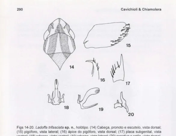 Figs 14-20. Ladoffa trifasciata sp. n., holótipo. (14) Cabeça, pronoto e escutelo, vista dorsal;
