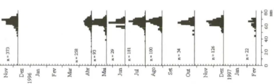 Fig . 9.  Distribuição de freqüências de comprimento em Chione pubera. 