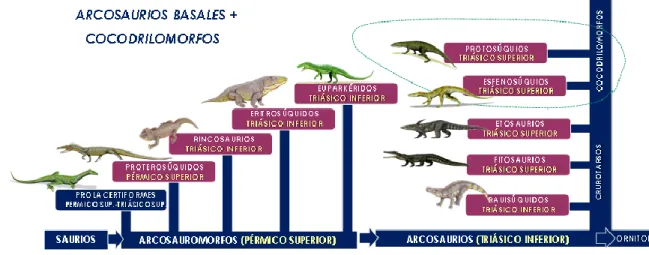 Figura  12.  Esquema  evolutivo  de  las  relaciones  filogenéticas  de  los  taxones  de  Arcosauromorfos  y  Arcosaurios extantes en el Triásico