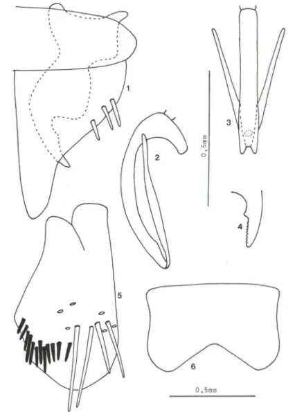 Figs  1-6. Chlorotettix essbejus sp. n.,  holótipo. (1) Valva genital,  placa subgenital  e estilo;  (2)  edeago, lateral ; (3) edeago, ventral; (4) ápide do estilo; (5) pigóforo, lateral; (6) sétimo esternito  da fêmea 