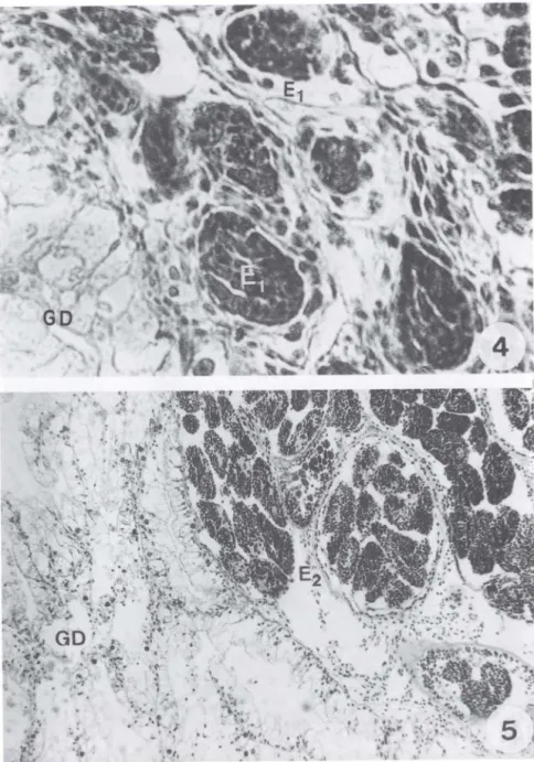 Figs  4-5. Corte  histológico, mostrando vários  esporocistos de Eurytrema  coelomaticum , em  diferentes  estágios  de  desenvolvimento